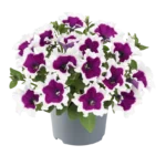 AUTO-DRAFT от Завода ФЛОРА