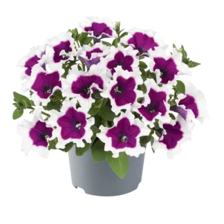 AUTO-DRAFT от Завода ФЛОРА