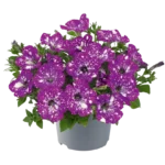 AUTO-DRAFT от Завода ФЛОРА