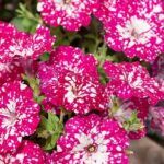 AUTO-DRAFT от Завода ФЛОРА