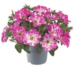 AUTO-DRAFT от Завода ФЛОРА