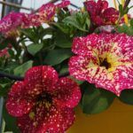 AUTO-DRAFT от Завода ФЛОРА