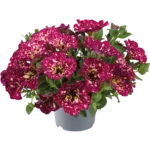 AUTO-DRAFT от Завода ФЛОРА