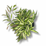 AUTO-DRAFT от Завода ФЛОРА