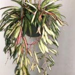 AUTO-DRAFT от Завода ФЛОРА