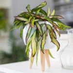 Хойя WAYETII TRICOLOR от Завода ФЛОРА