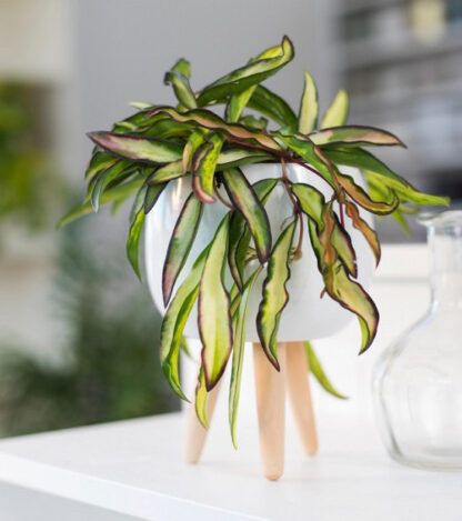 Хойя WAYETII TRICOLOR от Завода ФЛОРА