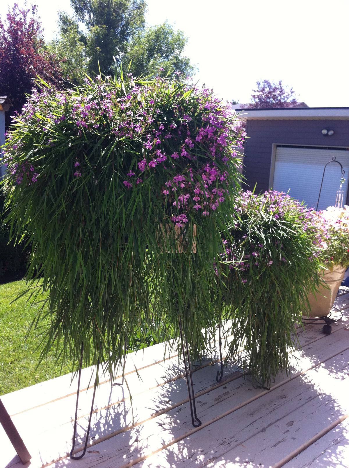 AUTO-DRAFT от Завода ФЛОРА