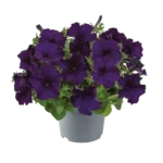 AUTO-DRAFT от Завода ФЛОРА