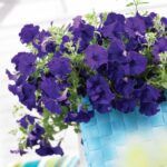 AUTO-DRAFT от Завода ФЛОРА