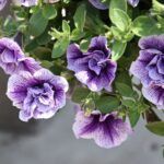 AUTO-DRAFT от Завода ФЛОРА