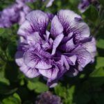 AUTO-DRAFT от Завода ФЛОРА