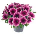 AUTO-DRAFT от Завода ФЛОРА