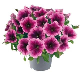 AUTO-DRAFT от Завода ФЛОРА