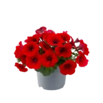 AUTO-DRAFT от Завода ФЛОРА