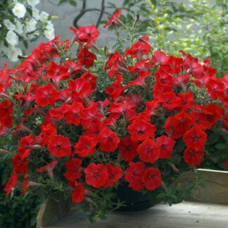 AUTO-DRAFT от Завода ФЛОРА