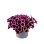 AUTO-DRAFT от Завода ФЛОРА