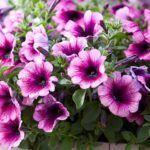 AUTO-DRAFT от Завода ФЛОРА