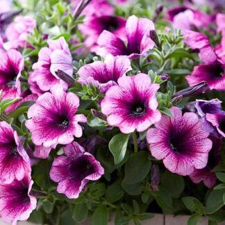 AUTO-DRAFT от Завода ФЛОРА