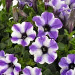 AUTO-DRAFT от Завода ФЛОРА