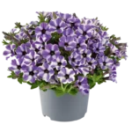 AUTO-DRAFT от Завода ФЛОРА