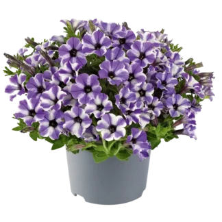 AUTO-DRAFT от Завода ФЛОРА