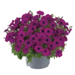 AUTO-DRAFT от Завода ФЛОРА