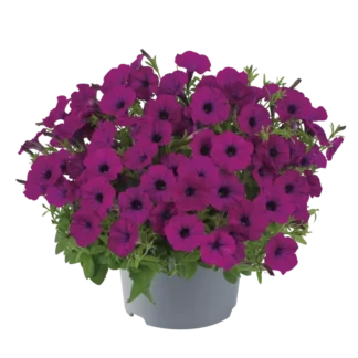 AUTO-DRAFT от Завода ФЛОРА