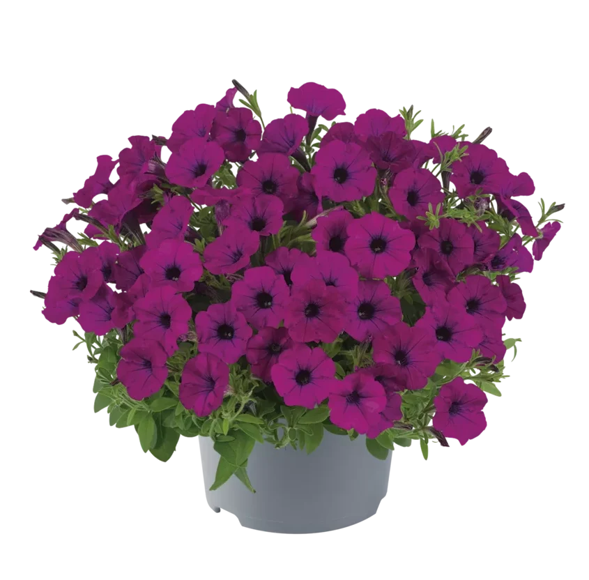 AUTO-DRAFT от Завода ФЛОРА