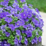 AUTO-DRAFT от Завода ФЛОРА