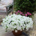 AUTO-DRAFT от Завода ФЛОРА