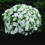 AUTO-DRAFT от Завода ФЛОРА