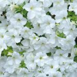 AUTO-DRAFT от Завода ФЛОРА