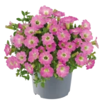 AUTO-DRAFT от Завода ФЛОРА