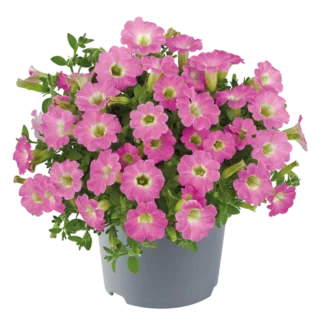 AUTO-DRAFT от Завода ФЛОРА