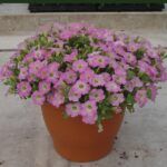 AUTO-DRAFT от Завода ФЛОРА