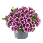 AUTO-DRAFT от Завода ФЛОРА