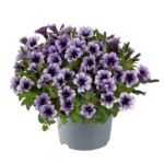 AUTO-DRAFT от Завода ФЛОРА