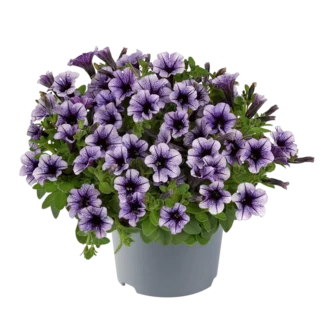 AUTO-DRAFT от Завода ФЛОРА