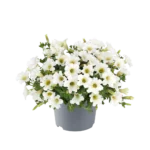 AUTO-DRAFT от Завода ФЛОРА