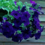 AUTO-DRAFT от Завода ФЛОРА