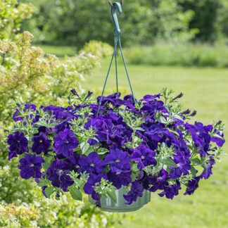 AUTO-DRAFT от Завода ФЛОРА