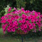 AUTO-DRAFT от Завода ФЛОРА