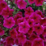 AUTO-DRAFT от Завода ФЛОРА