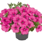 AUTO-DRAFT от Завода ФЛОРА