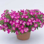 AUTO-DRAFT от Завода ФЛОРА