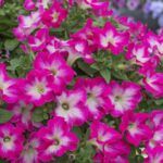 AUTO-DRAFT от Завода ФЛОРА