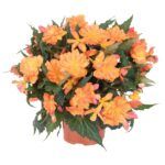 Бегония Iconia Bacio Orange (0,1л) от Завода ФЛОРА