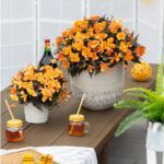 Бегония Iconia Bacio Orange (0,1л) от Завода ФЛОРА