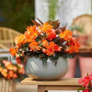 Бегония Iconia Bacio Orange (0,1л) от Завода ФЛОРА